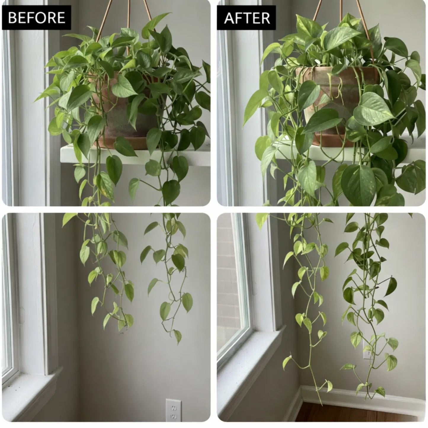 Belvra Indoor Plant Food — Feed Once, Thrive Always